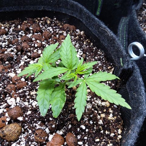 Olga (OG Kush Auto) growlog timeline photo