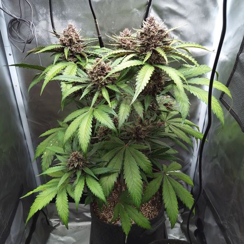 Patricia (Gorilla Punch Auto) growlog timeline photo