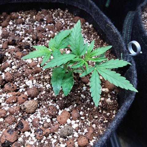 Olga (OG Kush Auto) growlog timeline photo