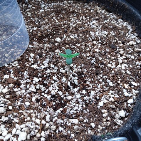 Zandra (Z-Up Auto) growlog timeline photo