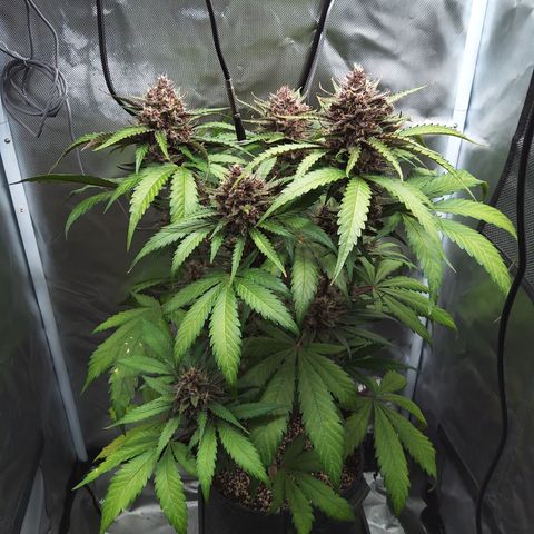 Patricia (Gorilla Punch Auto) growlog timeline photo