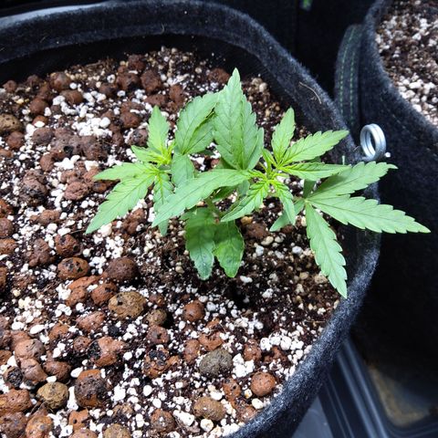 Olga (OG Kush Auto) growlog timeline photo