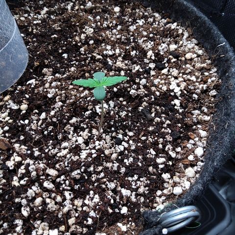 Zandra (Z-Up Auto) growlog timeline photo
