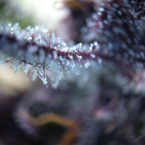 Patricia (Gorilla Punch Auto) growlog timeline photo