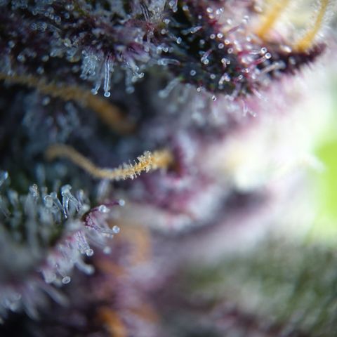 Patricia (Gorilla Punch Auto) growlog timeline photo