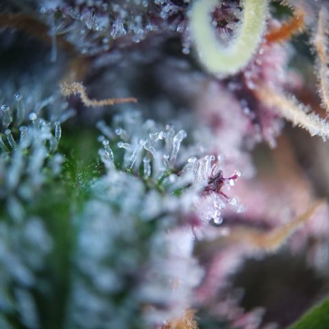 Patricia (Gorilla Punch Auto) growlog timeline photo