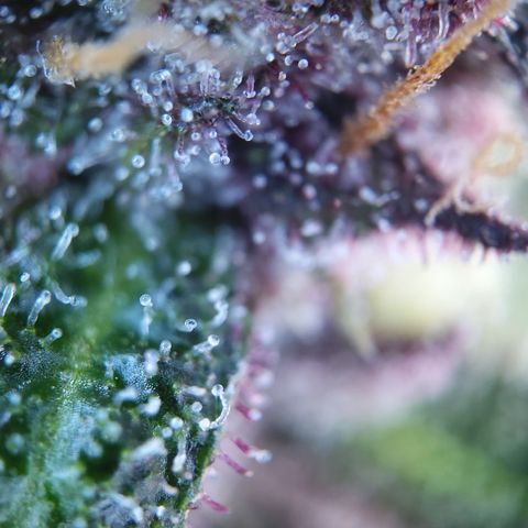 Patricia (Gorilla Punch Auto) growlog timeline photo