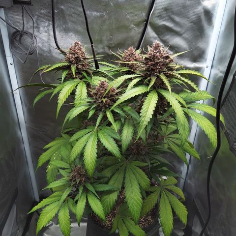 Patricia (Gorilla Punch Auto) growlog timeline photo