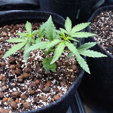 Olga (OG Kush Auto) growlog timeline photo