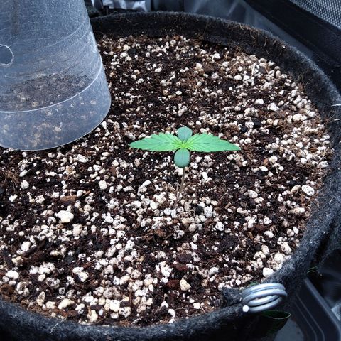 Zandra (Z-Up Auto) growlog timeline photo
