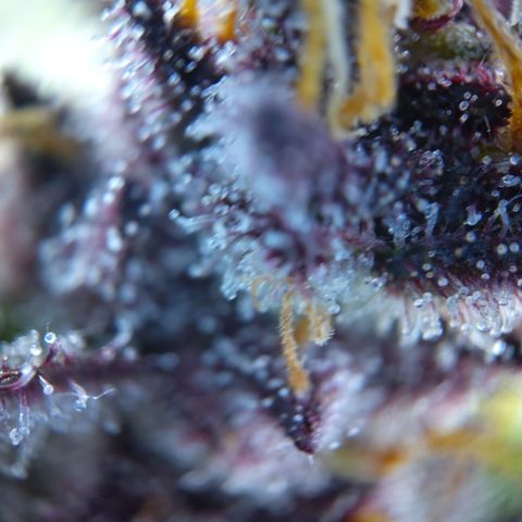 Patricia (Gorilla Punch Auto) growlog timeline photo