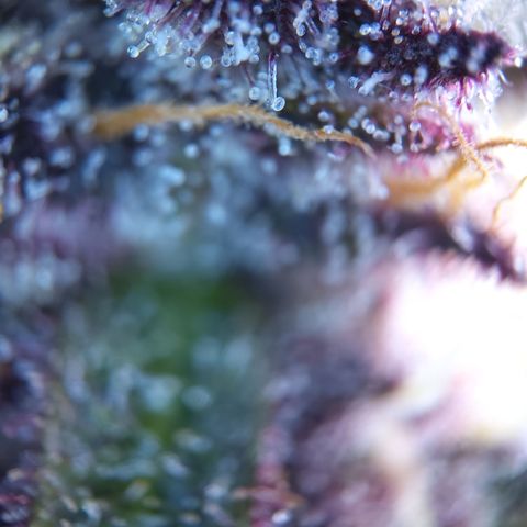 Patricia (Gorilla Punch Auto) growlog timeline photo