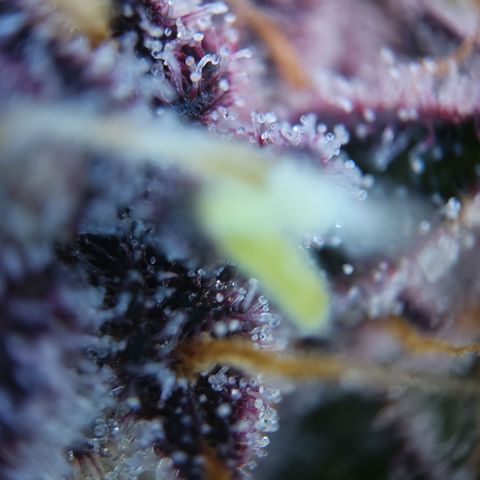 Patricia (Gorilla Punch Auto) growlog timeline photo