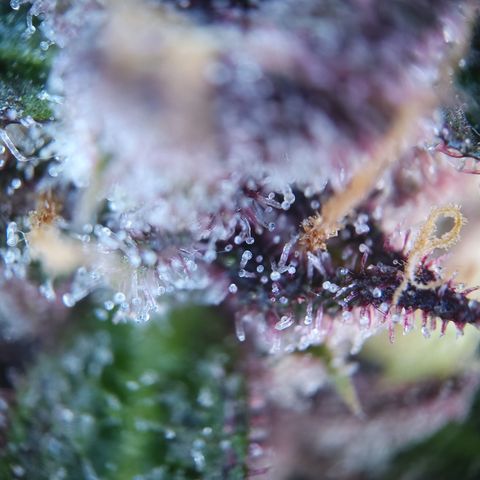 Patricia (Gorilla Punch Auto) growlog timeline photo
