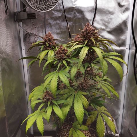 Patricia (Gorilla Punch Auto) growlog timeline photo