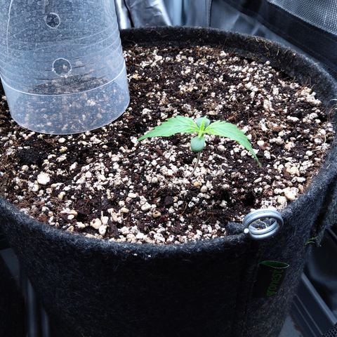Zandra (Z-Up Auto) growlog timeline photo