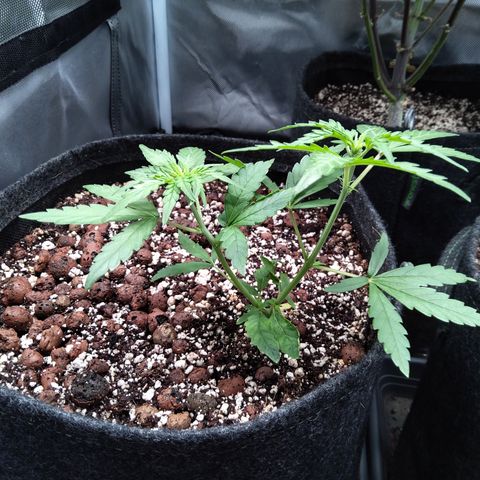 Olga (OG Kush Auto) growlog timeline photo