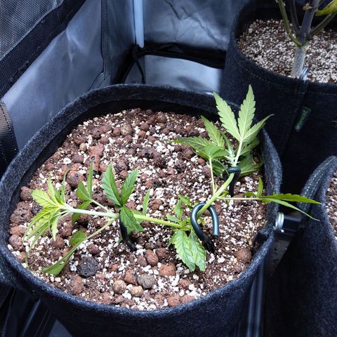 Olga (OG Kush Auto) growlog timeline photo