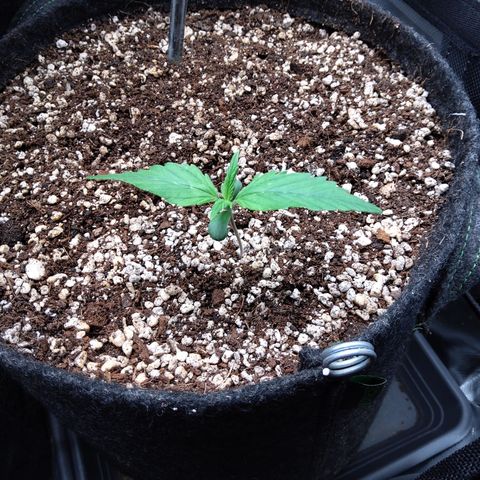 Zandra (Z-Up Auto) growlog timeline photo