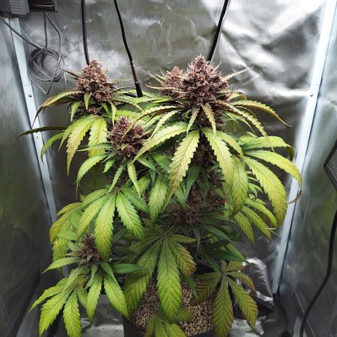 Patricia (Gorilla Punch Auto) growlog timeline photo