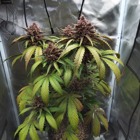 Patricia (Gorilla Punch Auto) growlog timeline photo
