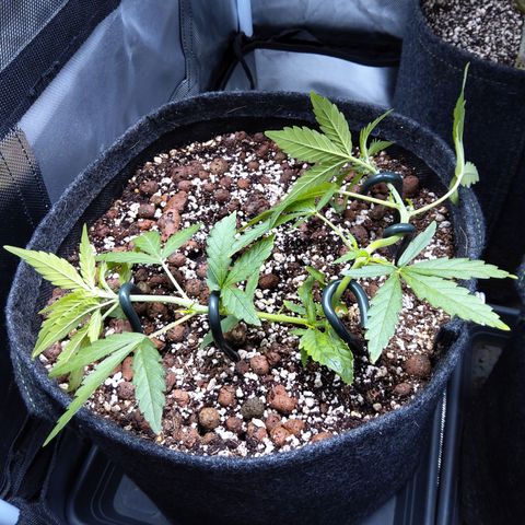 Olga (OG Kush Auto) growlog timeline photo