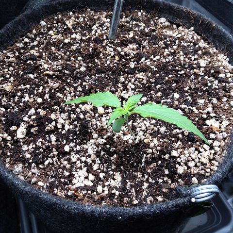 Zandra (Z-Up Auto) growlog timeline photo