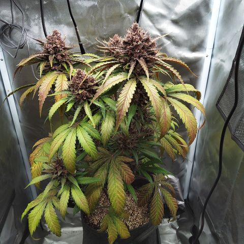 Patricia (Gorilla Punch Auto) growlog timeline photo
