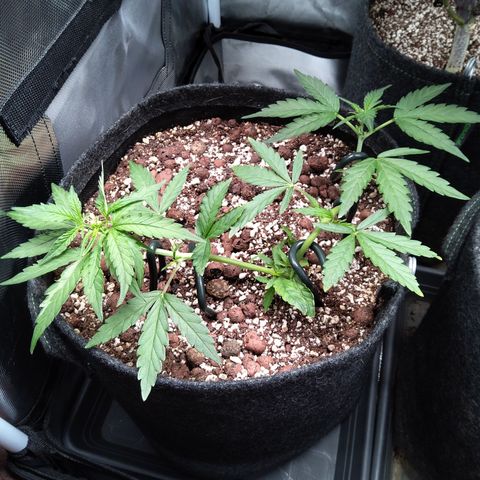 Olga (OG Kush Auto) growlog timeline photo