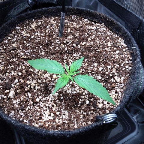 Zandra (Z-Up Auto) growlog timeline photo