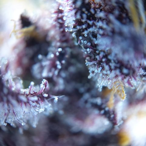Patricia (Gorilla Punch Auto) growlog timeline photo