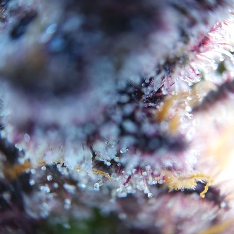 Patricia (Gorilla Punch Auto) growlog timeline photo