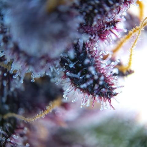 Patricia (Gorilla Punch Auto) growlog timeline photo