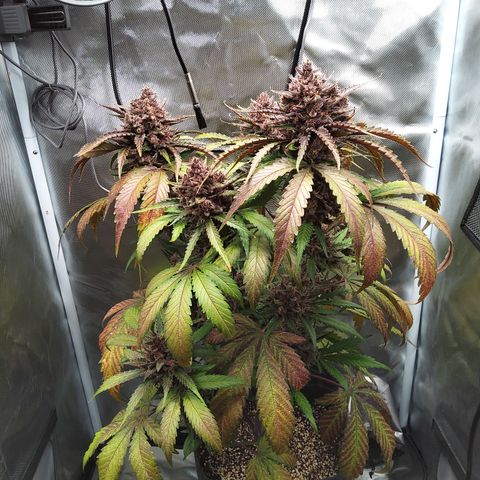 Patricia (Gorilla Punch Auto) growlog timeline photo
