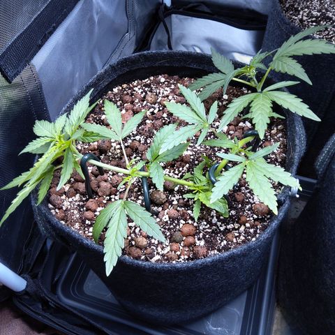 Olga (OG Kush Auto) growlog timeline photo