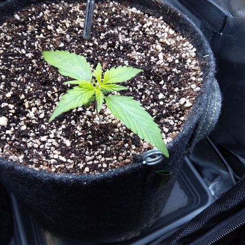 Zandra (Z-Up Auto) growlog timeline photo