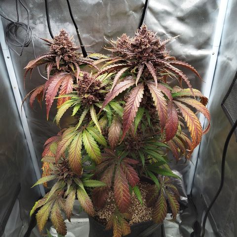 Patricia (Gorilla Punch Auto) growlog timeline photo