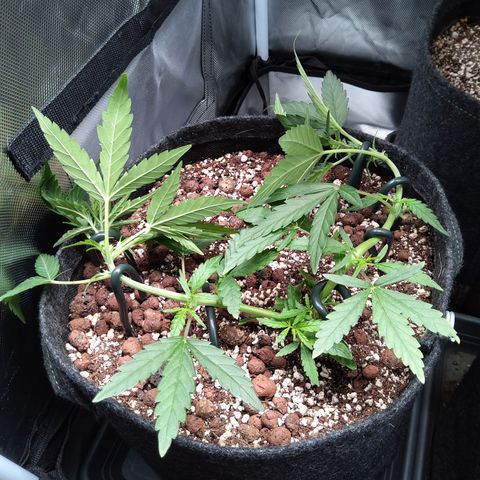 Olga (OG Kush Auto) growlog timeline photo