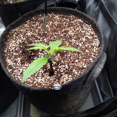 Zandra (Z-Up Auto) growlog timeline photo