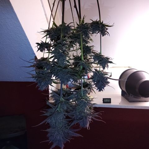 Patricia (Gorilla Punch Auto) growlog timeline photo