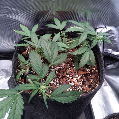 Olga (OG Kush Auto) growlog timeline photo