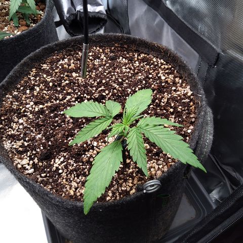 Zandra (Z-Up Auto) growlog timeline photo