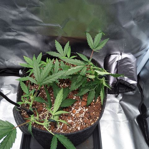 Olga (OG Kush Auto) growlog timeline photo