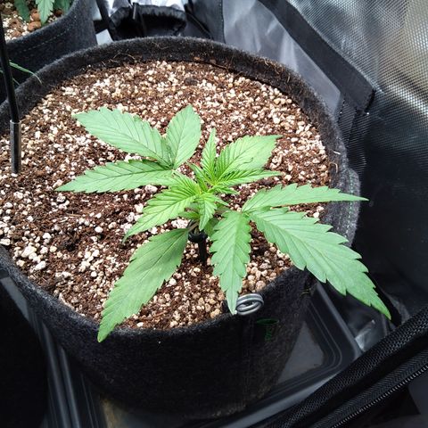 Zandra (Z-Up Auto) growlog timeline photo