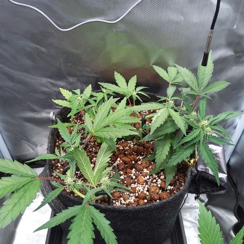 Olga (OG Kush Auto) growlog timeline photo