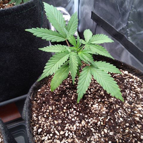 Zandra (Z-Up Auto) growlog timeline photo