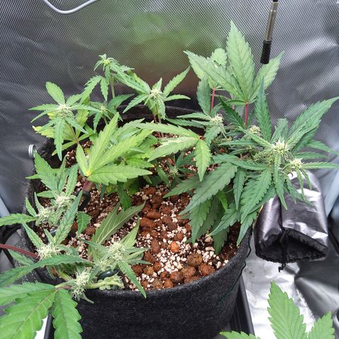 Olga (OG Kush Auto) growlog timeline photo