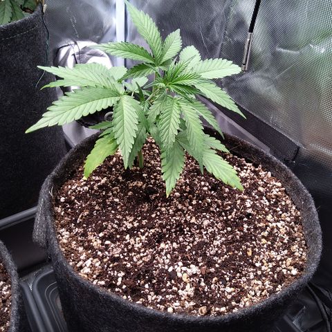 Zandra (Z-Up Auto) growlog timeline photo