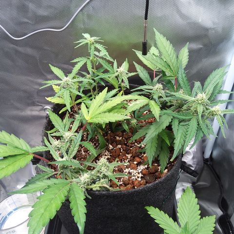 Olga (OG Kush Auto) growlog timeline photo