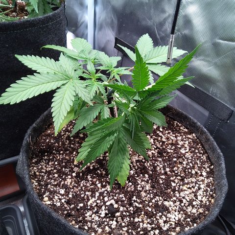 Zandra (Z-Up Auto) growlog timeline photo